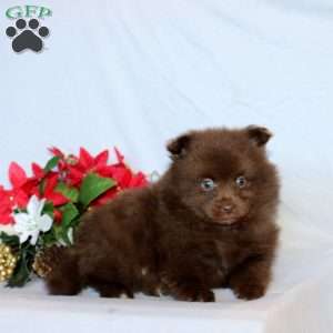 Paden, Pomeranian Puppy